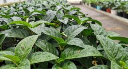 disease transmission pathways in greenhouse
