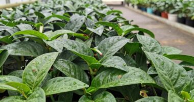 disease transmission pathways in greenhouse