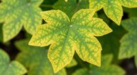 early plant health signs