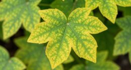 early plant health signs