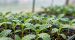 encourage growth avoid stress