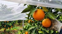 essential cover citrus questions