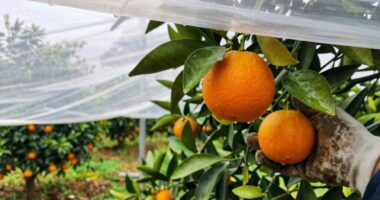 essential cover citrus questions