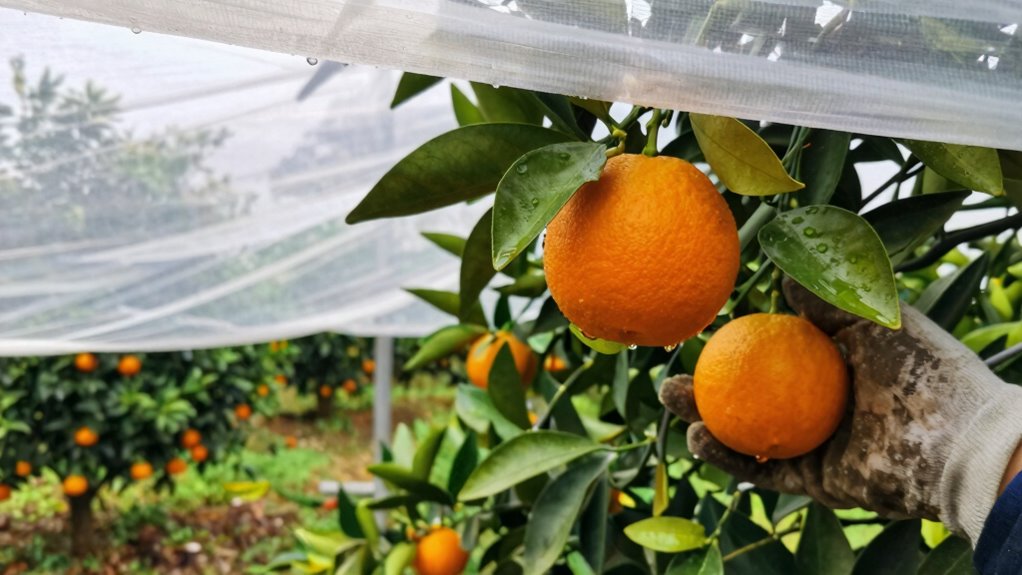essential cover citrus questions
