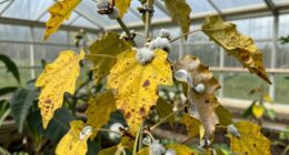 greenhouse disease early detection