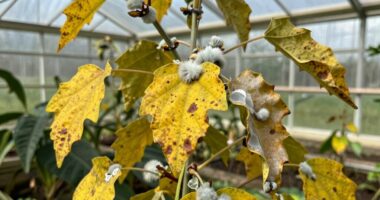 greenhouse disease early detection