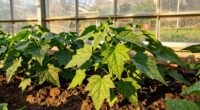 greenhouse sunlight misconceptions