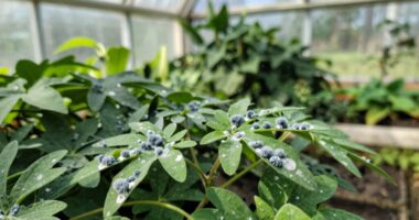 ignore mold risk plant health
