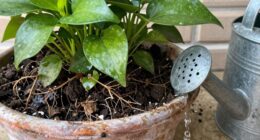 incorrect initial plant setup