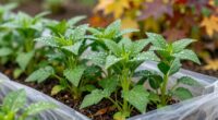 maintain healthy seasonal plants