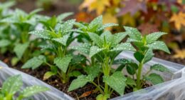 maintain healthy seasonal plants