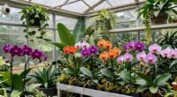 optimal conditions for orchids