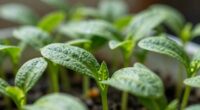 optimal light enhances seedlings