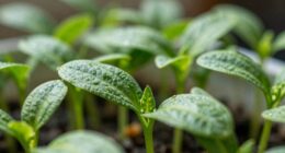 optimal light enhances seedlings