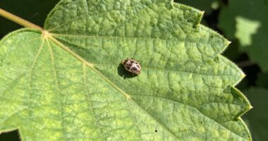 pest hiding on leaves