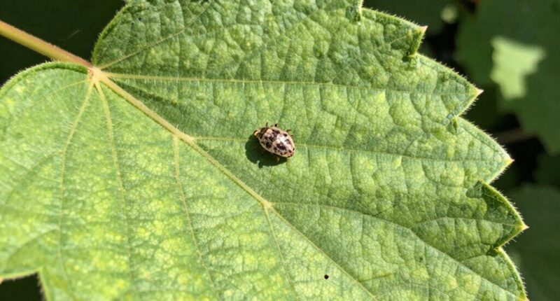 pest hiding on leaves