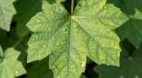 plant leaves change shape