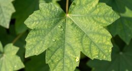 plant leaves change shape