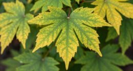 plants communicate through signs