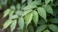 plants thrive with rest