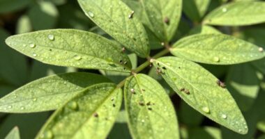 prioritize plant health first