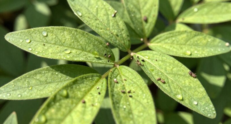 prioritize plant health first