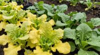 proper planting distance matters