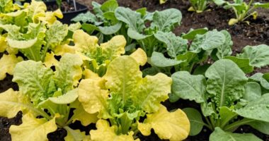 proper planting distance matters