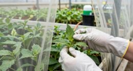 regular greenhouse maintenance checks