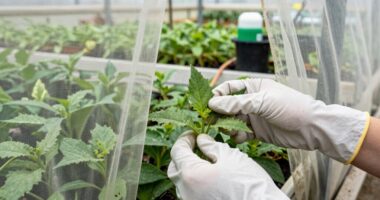 regular greenhouse maintenance checks