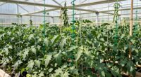 selecting supports for rapid growth