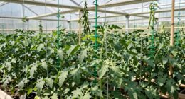 selecting supports for rapid growth