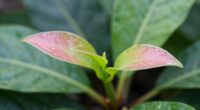 signs of new growth