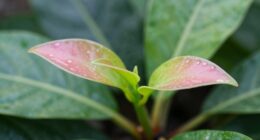 signs of new growth