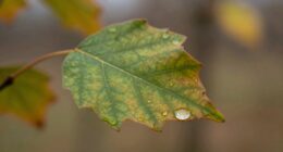 small growth seasonal impact
