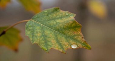 small growth seasonal impact