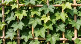 support for healthy vines