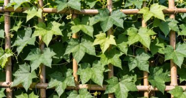 support for healthy vines