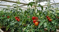 support systems for tomatoes