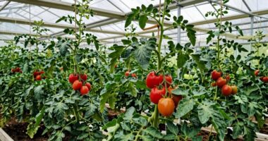 support systems for tomatoes