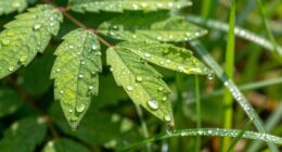 timing over watering quantity