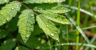 timing over watering quantity