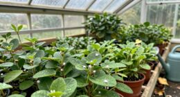 unintended pest attractors