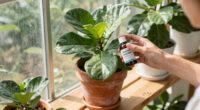 11 Best Fiddle Leaf Fig Care Products in 2026