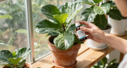 11 Best Fiddle Leaf Fig Care Products in 2026