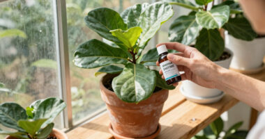 11 Best Fiddle Leaf Fig Care Products in 2026
