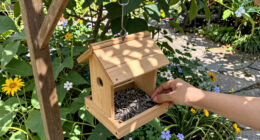 13 Best Bird Feeders in 2026