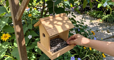 13 Best Bird Feeders in 2026