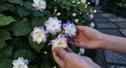14 Best Night-Scented Flowers in 2026 — Fragrant Blooms for Evening Enjoyment
