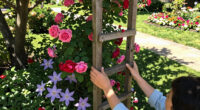 These 7 Beautiful Trellises Will Turn Climbing Plants Into the Stars of Your Garden
